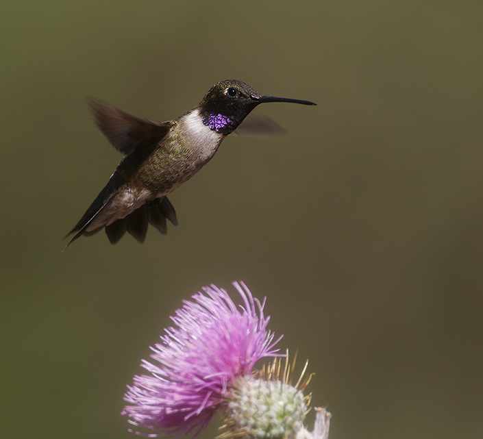 Black-chinned Hummingbird